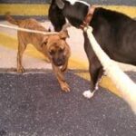Sheeba and Goldy on the tarmac.