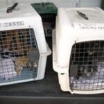 two dogs in travel crates.