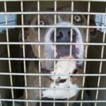 another closeup of a dog in a crate.