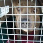closeup of a dog in a crate.