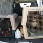 two crates with dogs in back of a van.