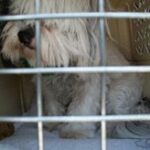 a dog inside a crate.