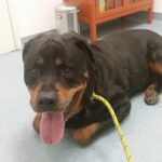 Duke waiting at the Vet.