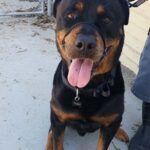 Duke taking a rest on his walk.