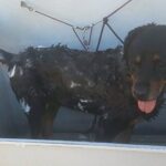 Maggie bath time.