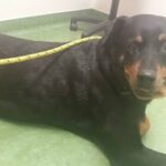 Maxine Vet visit.