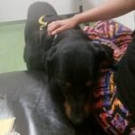 Maxine waiting at Vet visit.