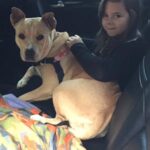Lola in foster.