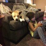 Lola in foster sleeping on the couch.