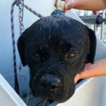 Bath time for new arrival Betty.