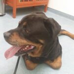 Duke waiting patiently at Ohana vet visit.