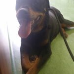 Duke at Ohana vet visit.