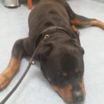 Duke laying on floor waiting at Ohana vet visit.