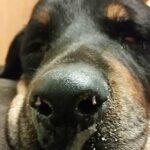 Maggie receiving acupuncture.
