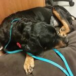 Maggie relaxed and receiving acupuncture.