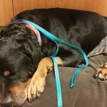Maggie receiving acupuncture, falling asleep.