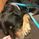 Maggie receiving acupuncture.