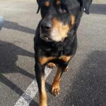 dog waiting in parking lot.