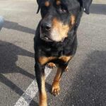 New arrival – Chief.
