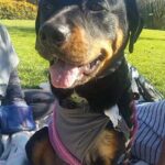 Lucy on the road to recovery and enjoying outside time!