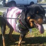 Lucy now a tripod and on the road to recovery!
