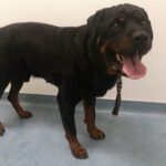 Juicy J at Vet and Bath time!