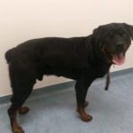 Juicy J at Vet and Bath time!