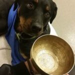 Lucy at VMSG looking at a bowl.