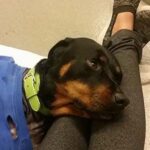 Lucy at VMSG resting on her person's legs.