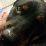 Lucy at VMSG snuggling while waiting.