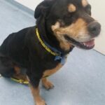 Sundance at Ohana for Vet Visit, still sitting calmly.