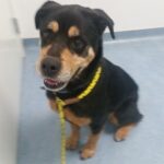 Sundance at Ohana for Vet Visit, sitting calmly.
