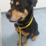 Sundance at Ohana for Vet Visit.