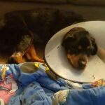 Sam’s cone of shame.