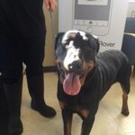 Meet Tess and Monty, pulled from Camarillo shelter today.