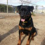 Tessa (New arrival from Camarillo Shelter).