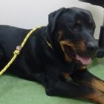 Monty at Ohana for vet check up.