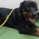 Monty at Ohana for vet check up.