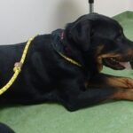 Monty at Ohana for vet check up.