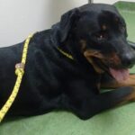 Monty at Ohana for vet check up.