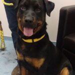 Tessa at Ohana for vet visit.
