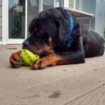 Juice enjoying his ball.