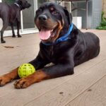 Juice and his favorite ball.