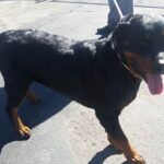 New arrival Rose from Lancaster outside on leash.