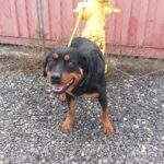 Lily on leash outside smiling.