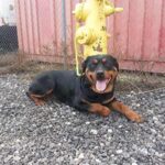 New arrival Lily from Lancaster Animal Shelter.