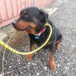 Rose sitting outside on leash.