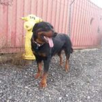 New arrival Rose also from Lancaster Animal Shelter.