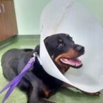 Shelby laying on floor with cone.