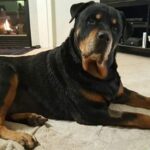 Dakota and Dudley in foster home!